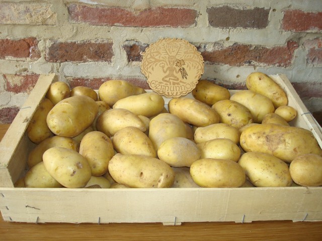 Grosses pommes de terre Charlotte bio