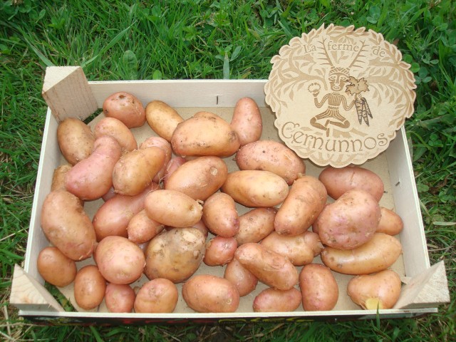 Pommes de terre Désirée bio